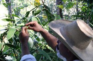 Polinización manual de la vainilla (Foto: Jorge Huerta E.)